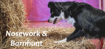 Tracking, Nosework and Barnhunt Classes