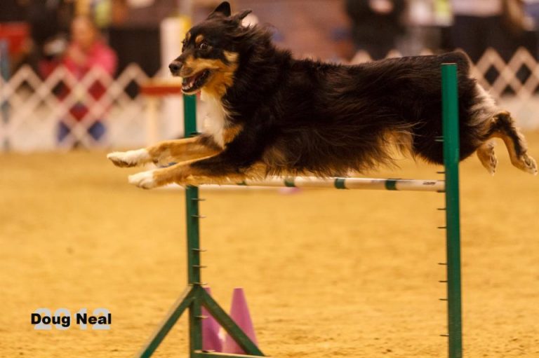 Agility Classes Go Dogs Omaha