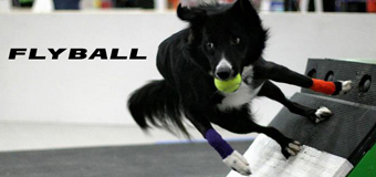 Flyball Classes
